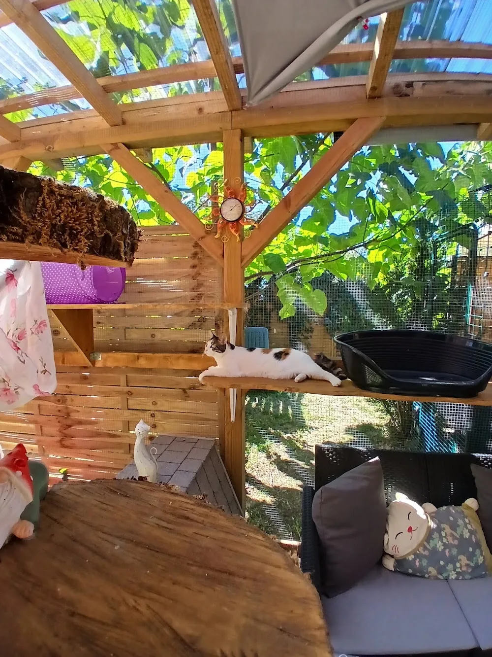 Pension féline Lise & Cat's - Cher pet otel