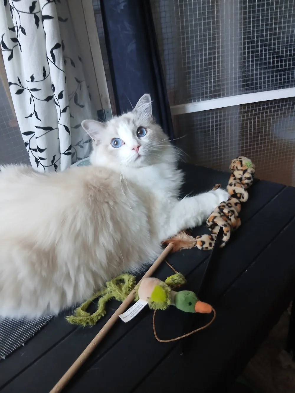 Pension féline Lise & Cat's - Cher pet otel görseli 3