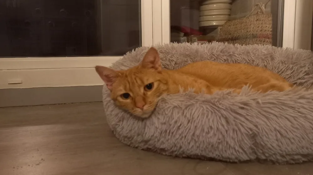 Pension pour chat La félinette - Cher pet otel