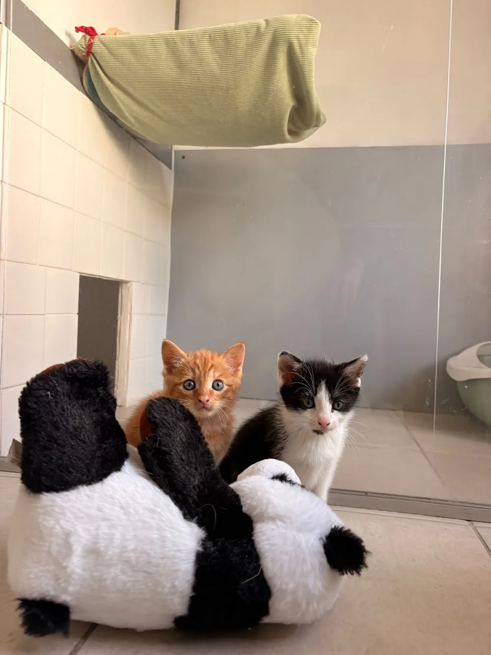Pension pour chat La félinette - Cher pet otel görseli 3