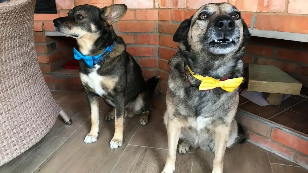 Dogs Station Hotel - Chernihivska pet otel
