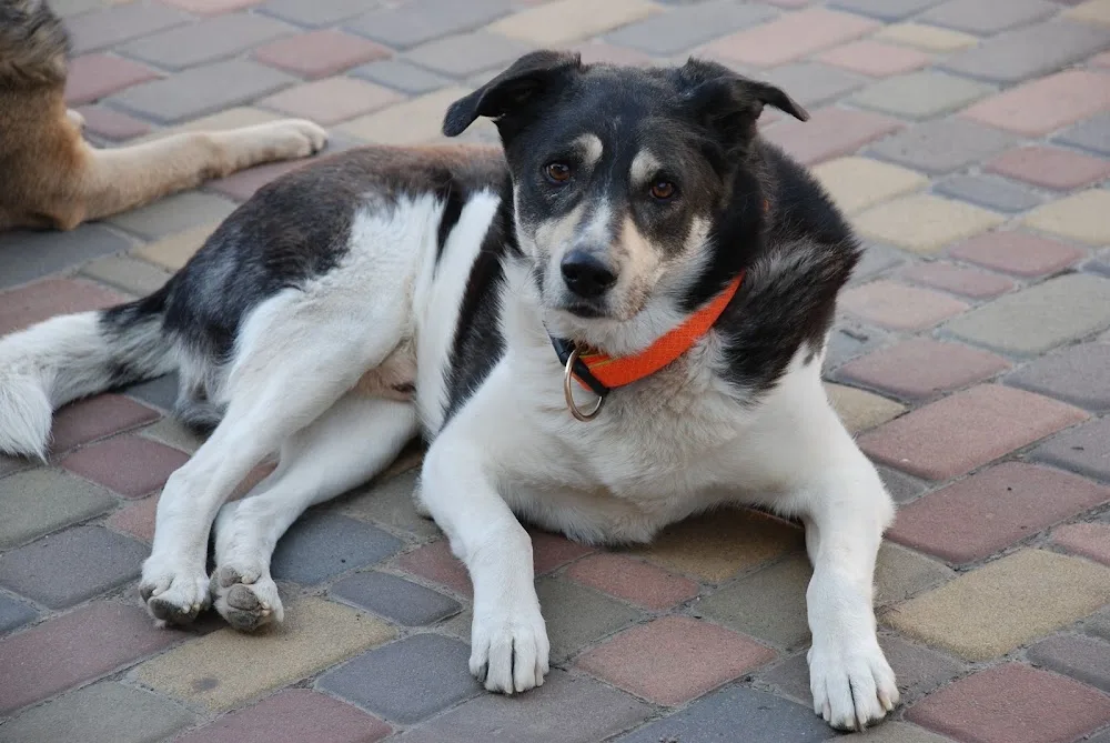 Dogs Station Hotel - Chernihivska pet otel görseli 3