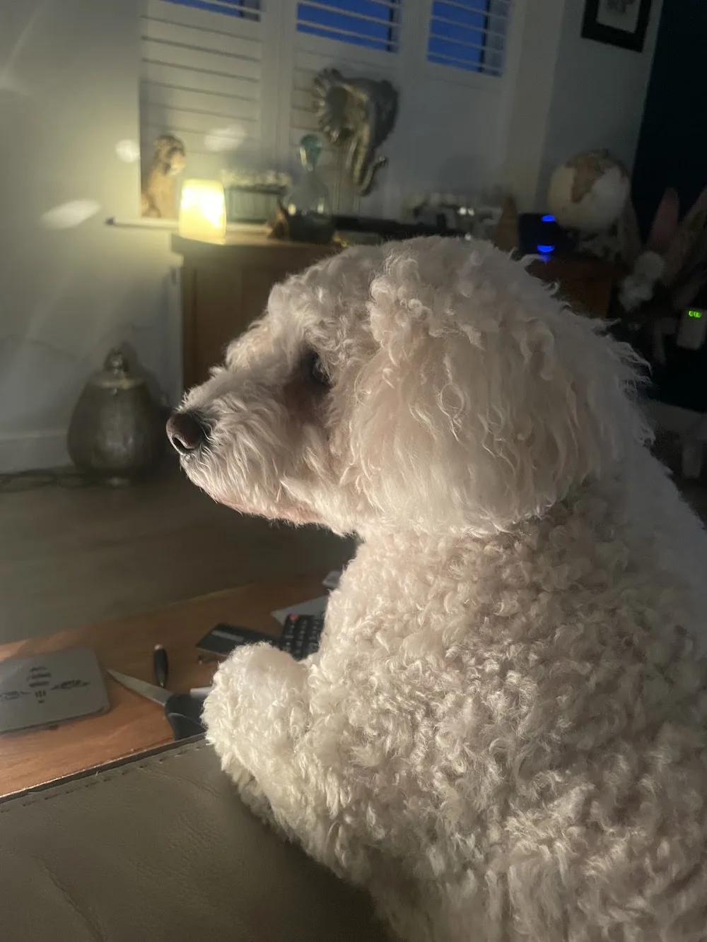 Beepaws Doggy Homestay - Cheshire East pet otel