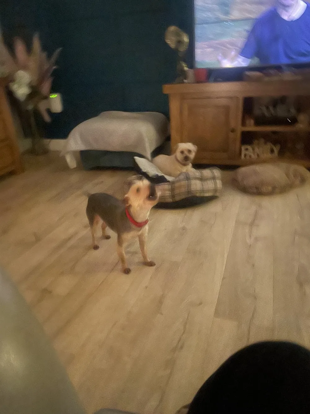 Beepaws Doggy Homestay - Cheshire East pet otel görseli 3