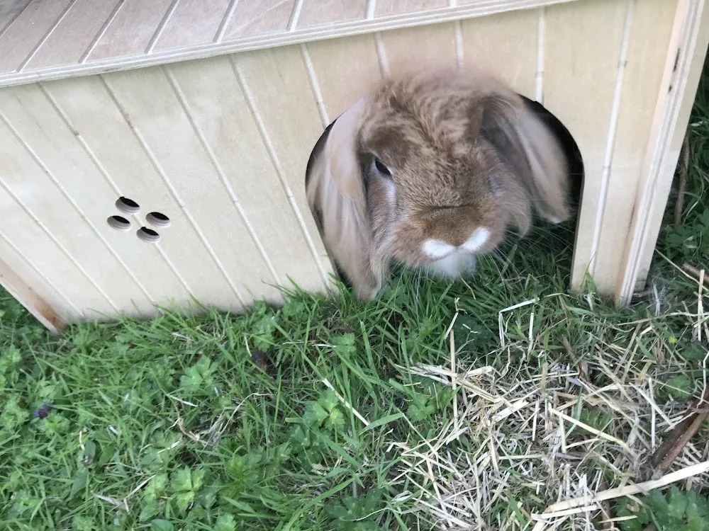 Garden Lodge small pet boarding - Cheshire East pet otel