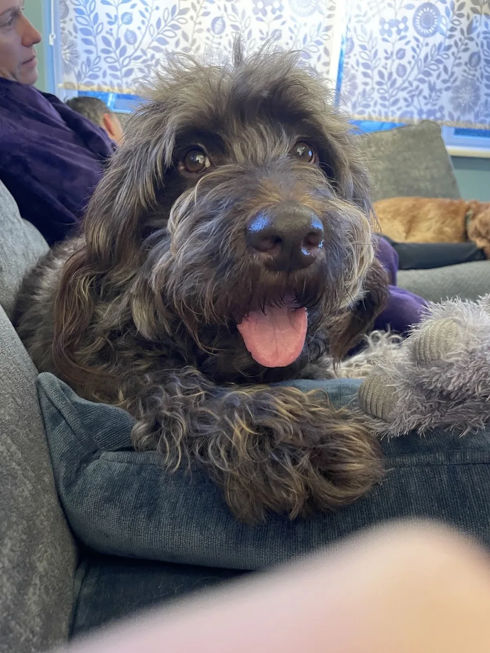 Lynton House Dog Boarding Alsager Rated 5 Stars ECC - Cheshire East pet otel
