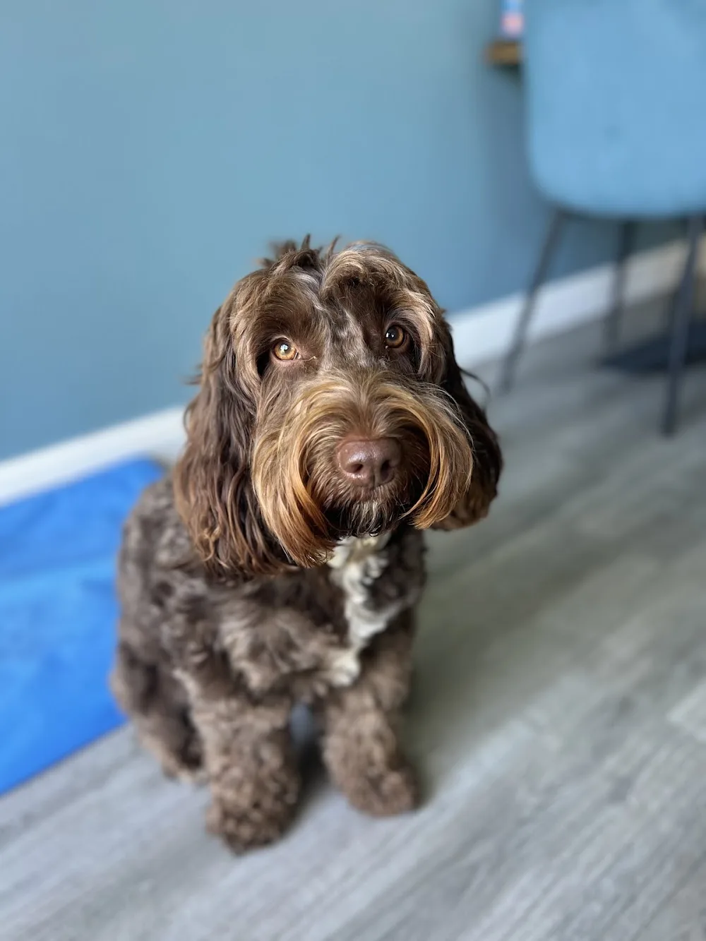 Lynton House Dog Boarding Alsager Rated 5 Stars ECC - Cheshire East pet otel görseli 3