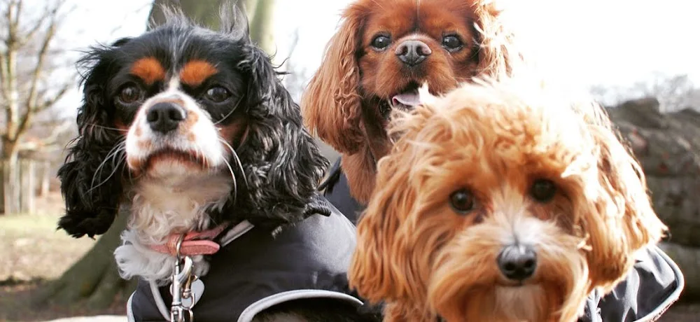 Mary Puppins Luxury Dog Home Boarding - Cheshire East pet otel