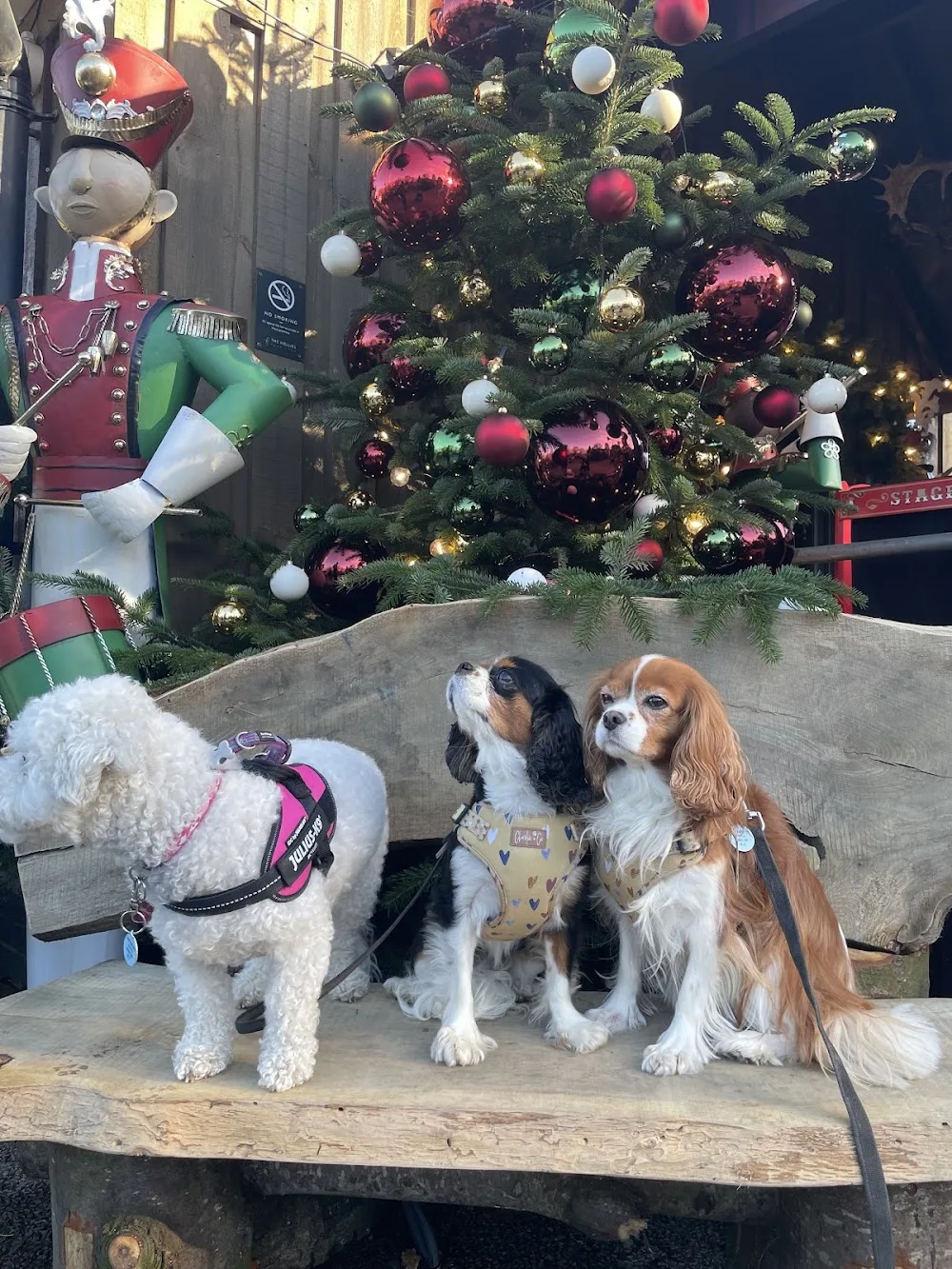 Mary Puppins Luxury Dog Home Boarding - Cheshire East pet otel görseli 3