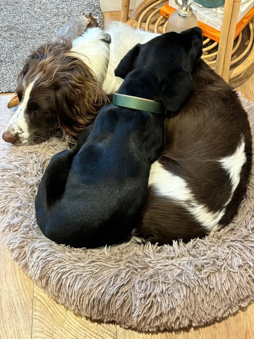 The Dog Hotel Brereton - Cheshire East pet otel görseli 2
