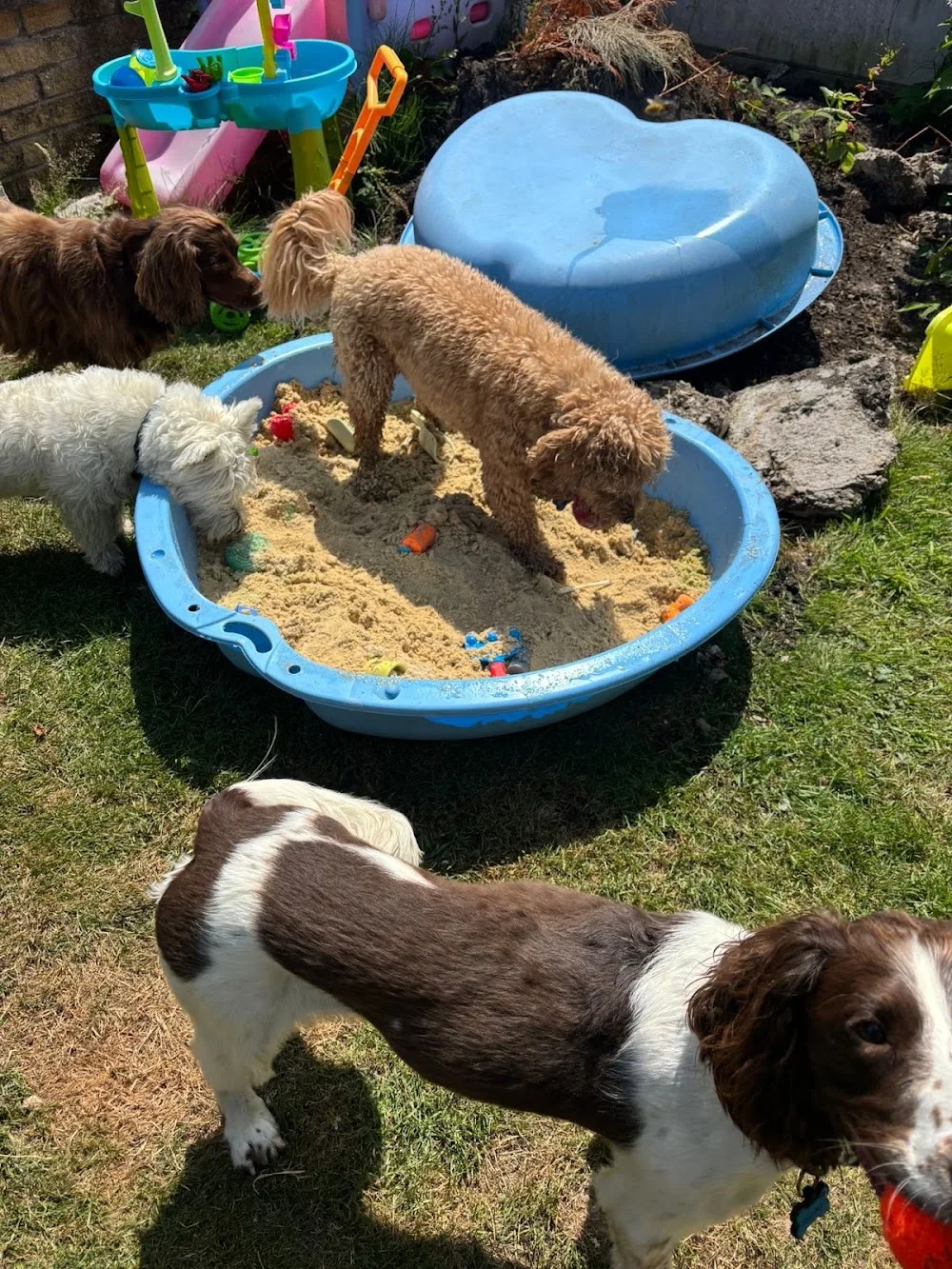 The Dog Hotel Brereton - Cheshire East pet otel görseli 3