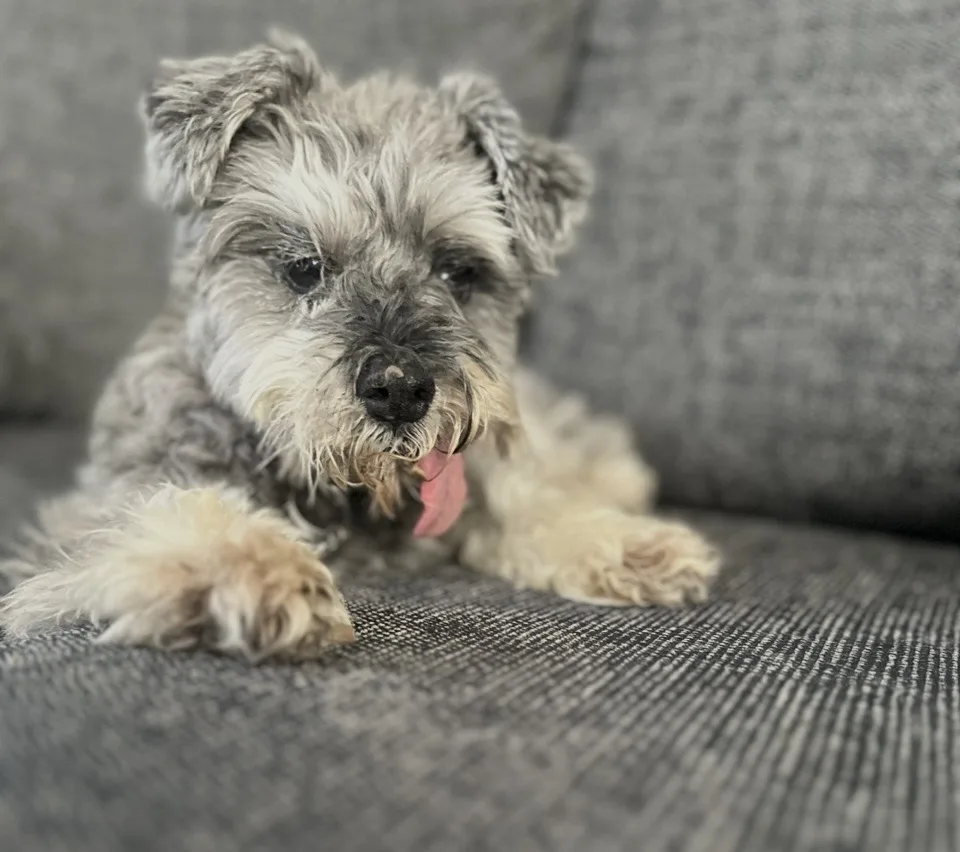 Tree cottage Boarding & Grooming - Cheshire East pet otel görseli 3