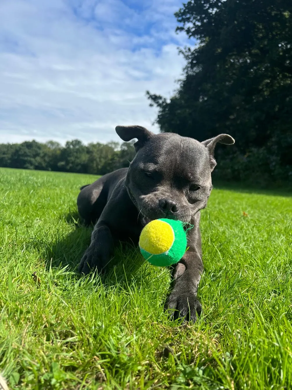 Wilmslow Doggy House - Cheshire East pet otel görseli 2