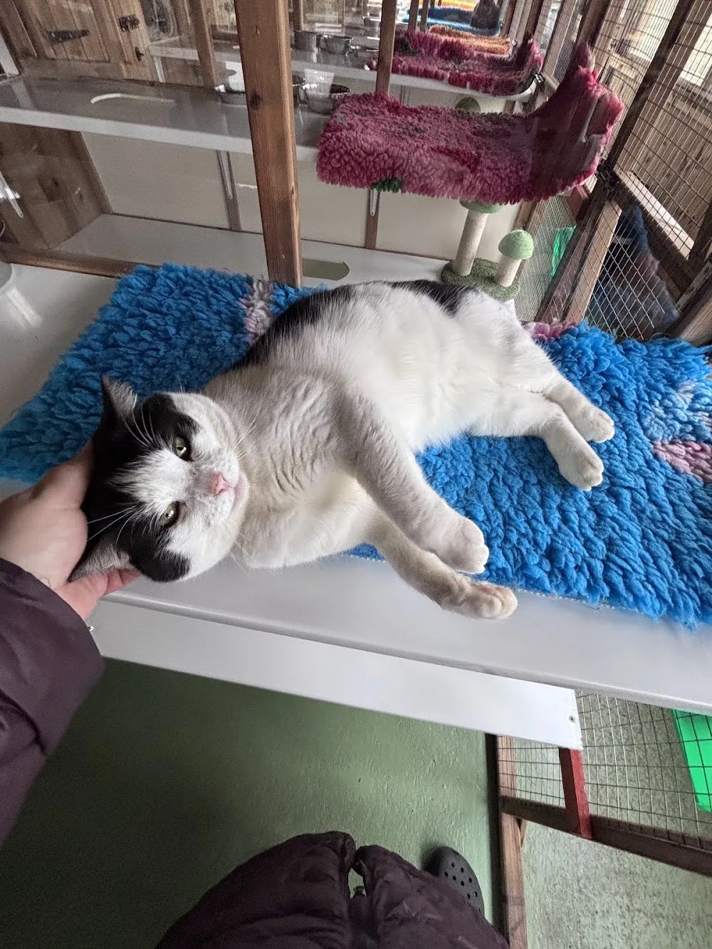 Alley Cats Cattery - Cheshire West and Chester pet otel
