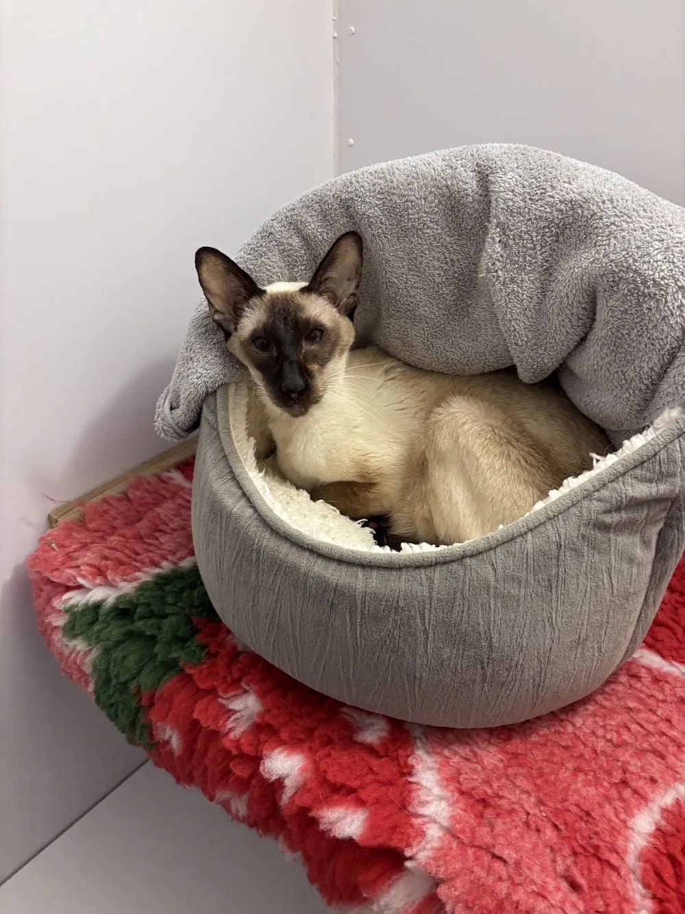 Alley Cats Cattery - Cheshire West and Chester pet otel görseli 3