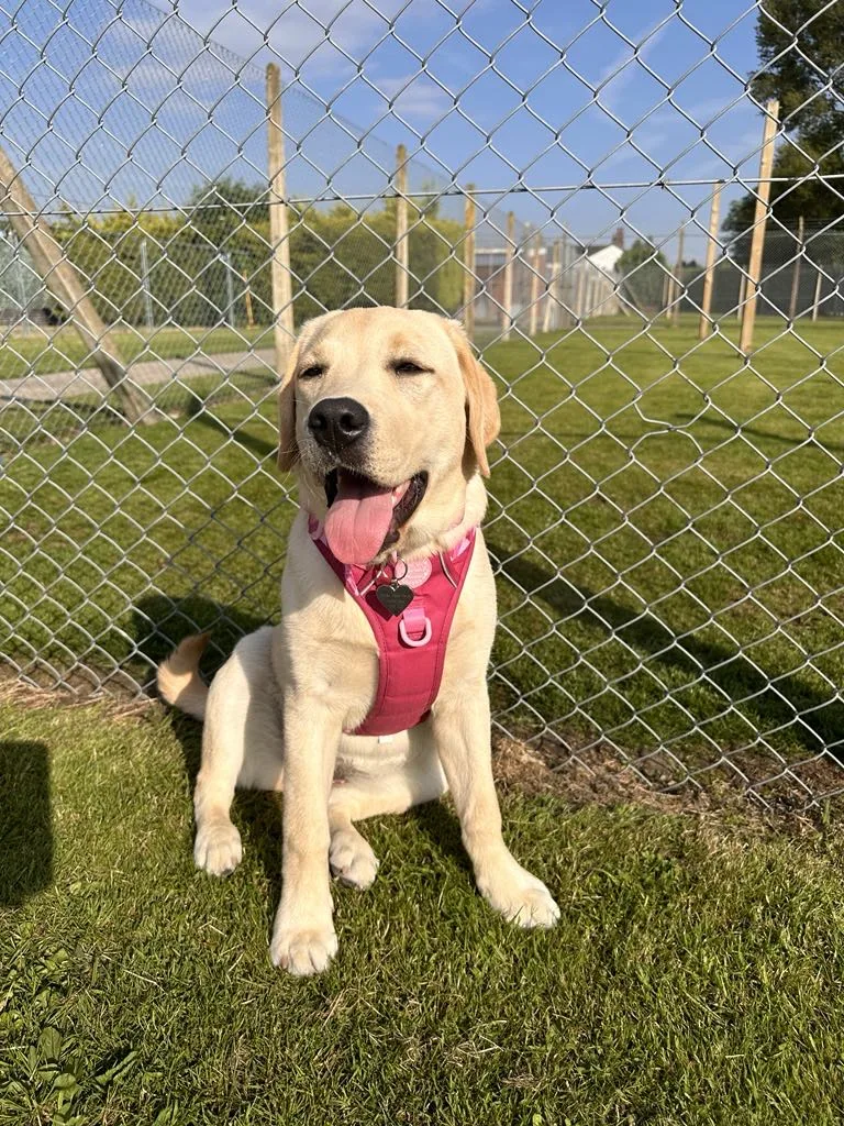 Birchwood Kennels and Cattery - Cheshire West and Chester pet otel görseli 3