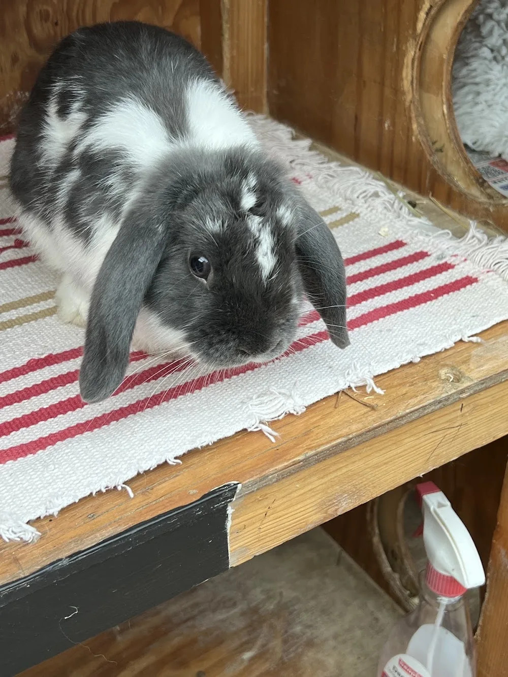 Bobbytails Small Animal Boarding - Cheshire West and Chester pet otel