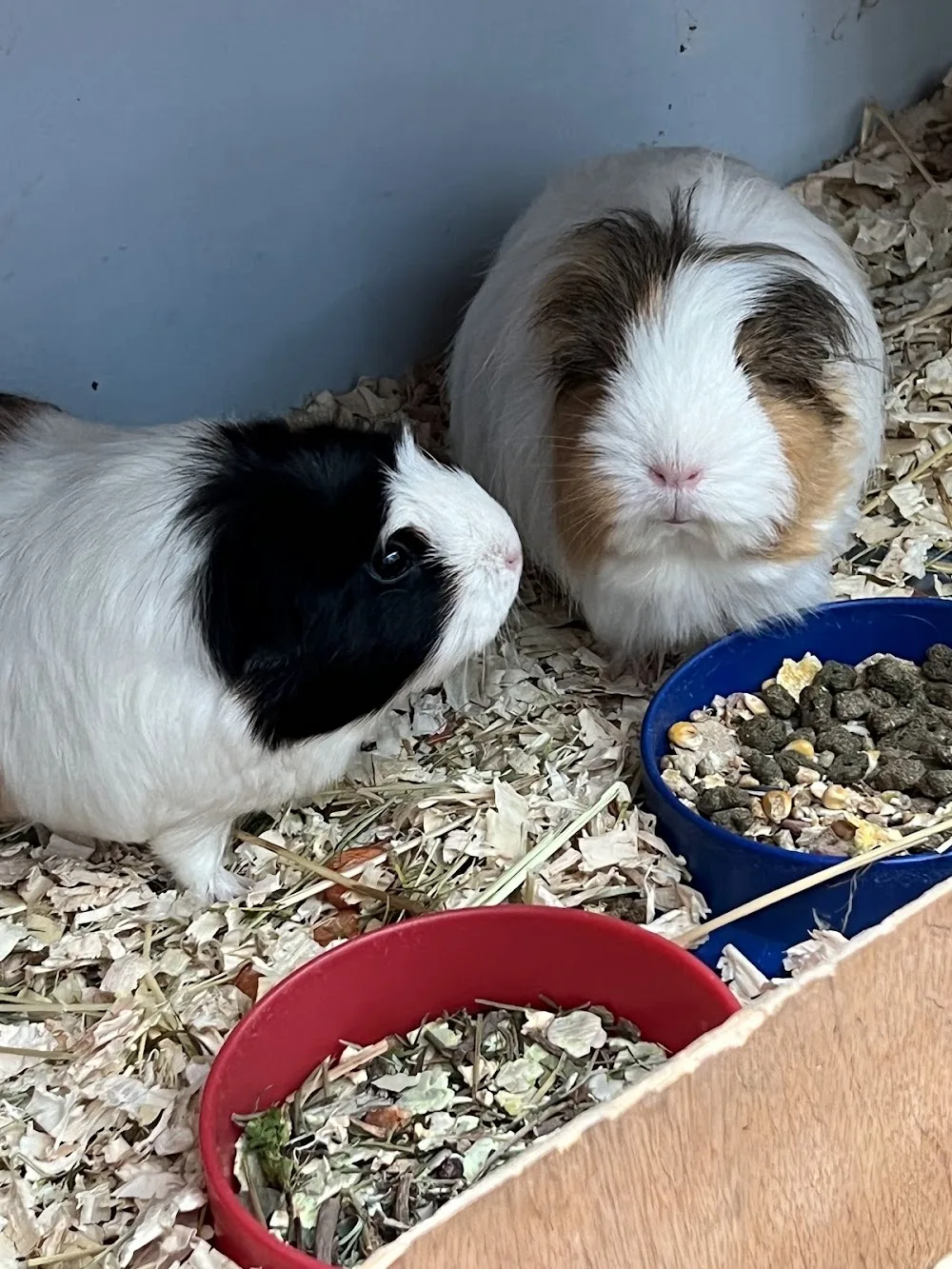 Bobbytails Small Animal Boarding - Cheshire West and Chester pet otel görseli 3