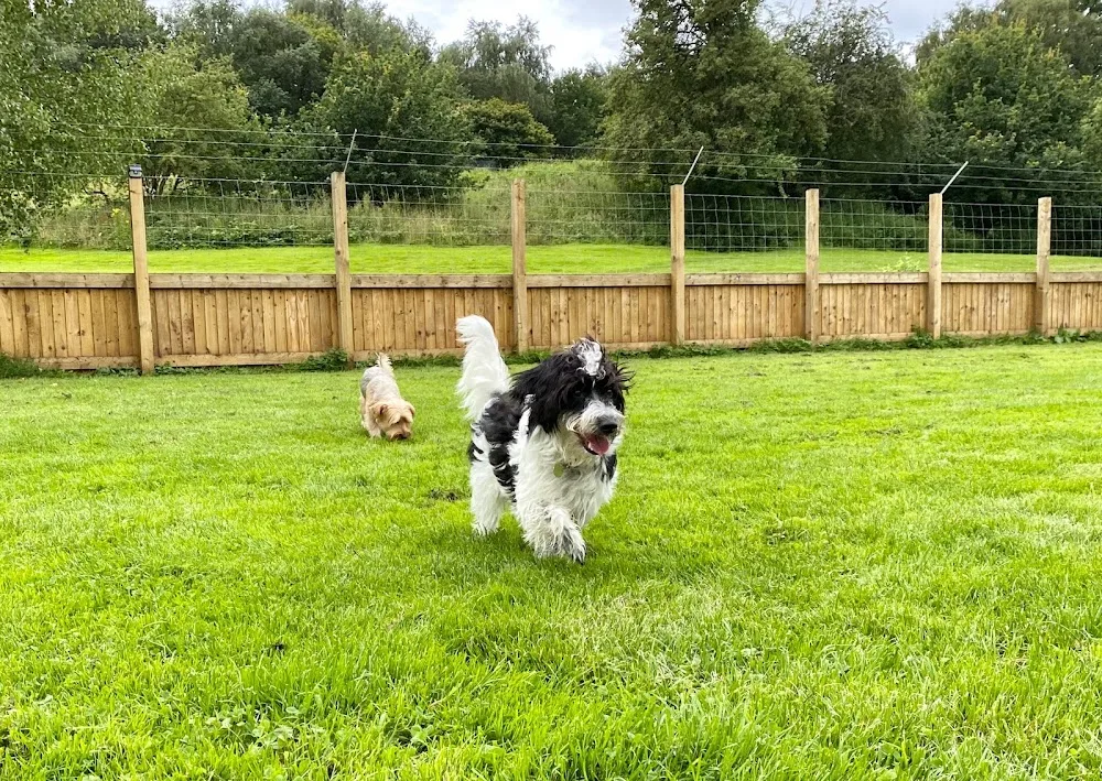 Canine Clubhouse - Cheshire West and Chester pet otel görseli 3