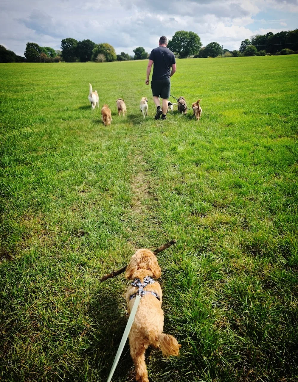 Cheshire Home Dog Boarding - Cheshire West and Chester pet otel