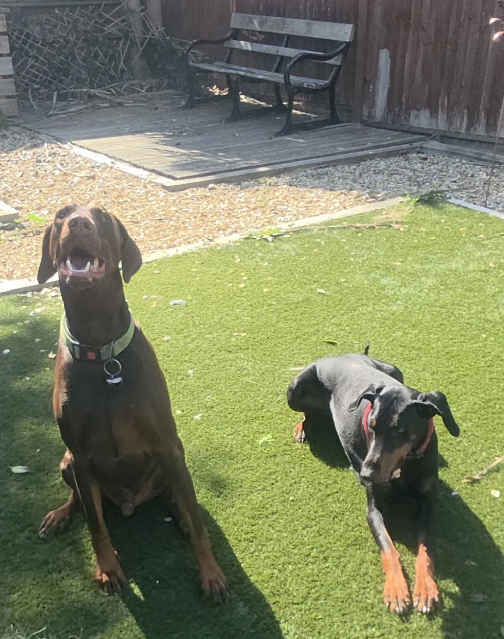 Country Kennels - Cheshire West and Chester pet otel görseli 3