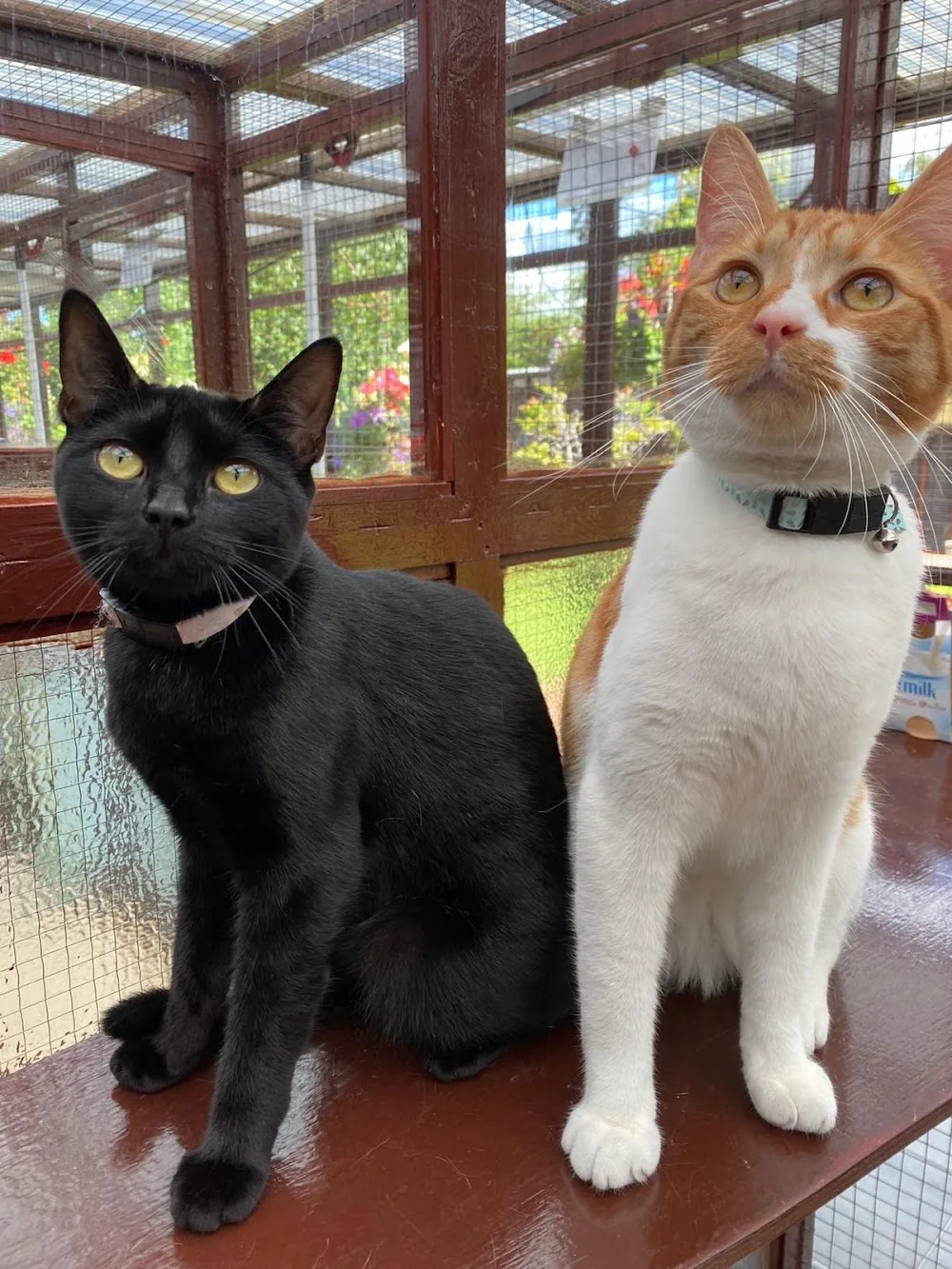 Cuddington Boarding Cattery - Cheshire West and Chester pet otel görseli 3