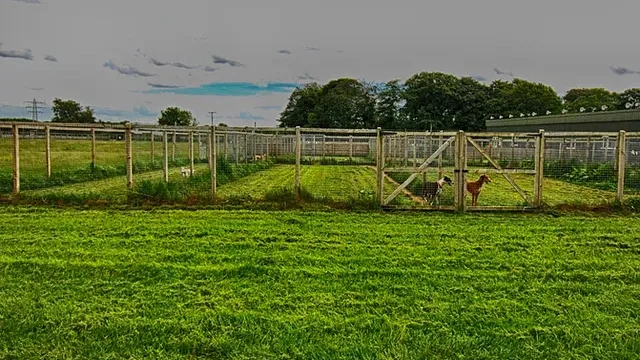 Early Paws - Cheshire West and Chester pet otel görseli 2