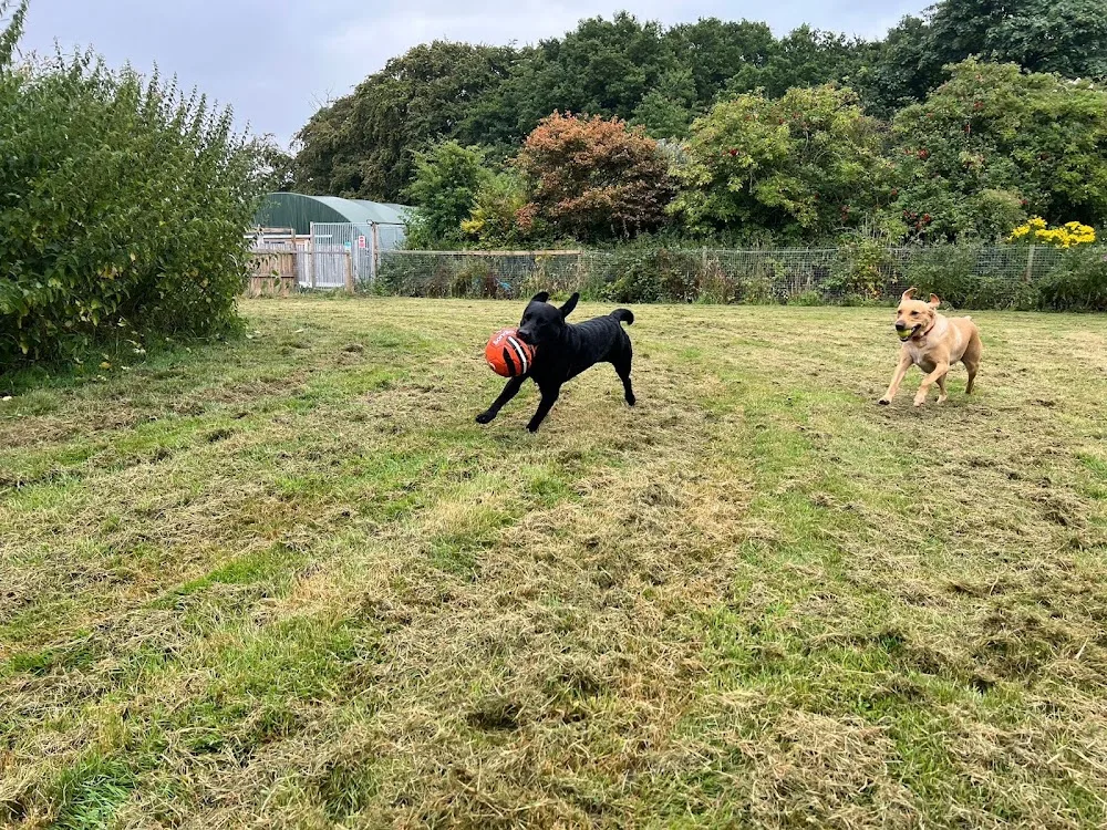 Early Paws - Cheshire West and Chester pet otel görseli 3