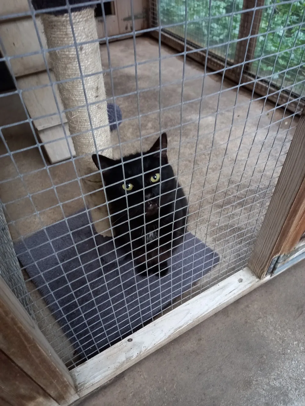 Eastham Woods Cattery - Cheshire West and Chester pet otel görseli 3