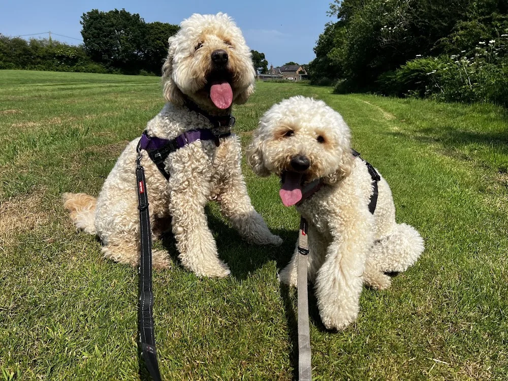 Ewloe Boarding Kennels Cattery and Rabbit Retreat - Cheshire West and Chester pet otel