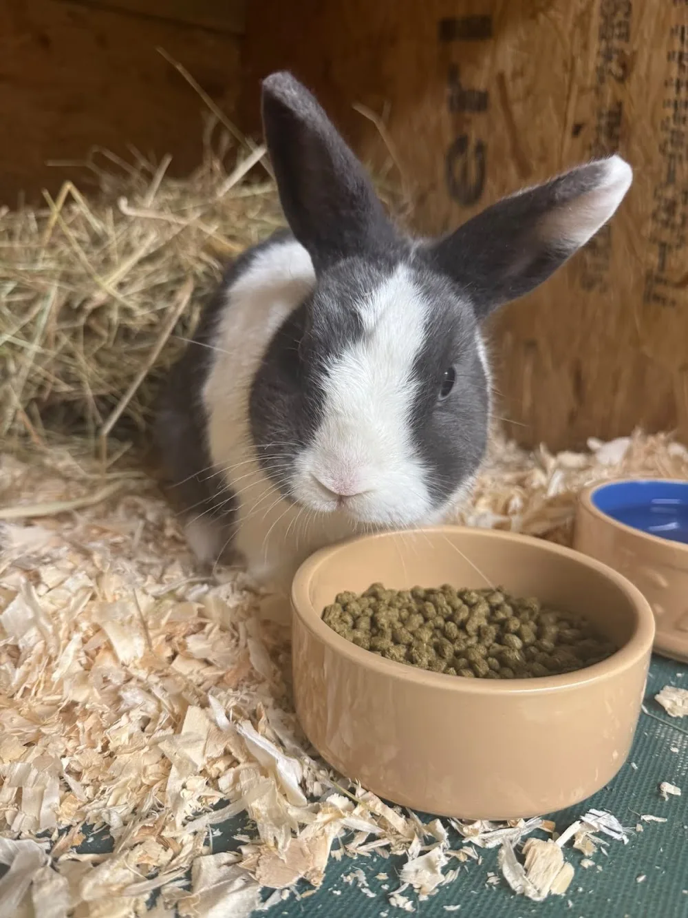 Ewloe Boarding Kennels Cattery and Rabbit Retreat - Cheshire West and Chester pet otel görseli 3