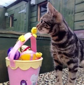 Fatcats Cattery - Cheshire West and Chester pet otel görseli 3