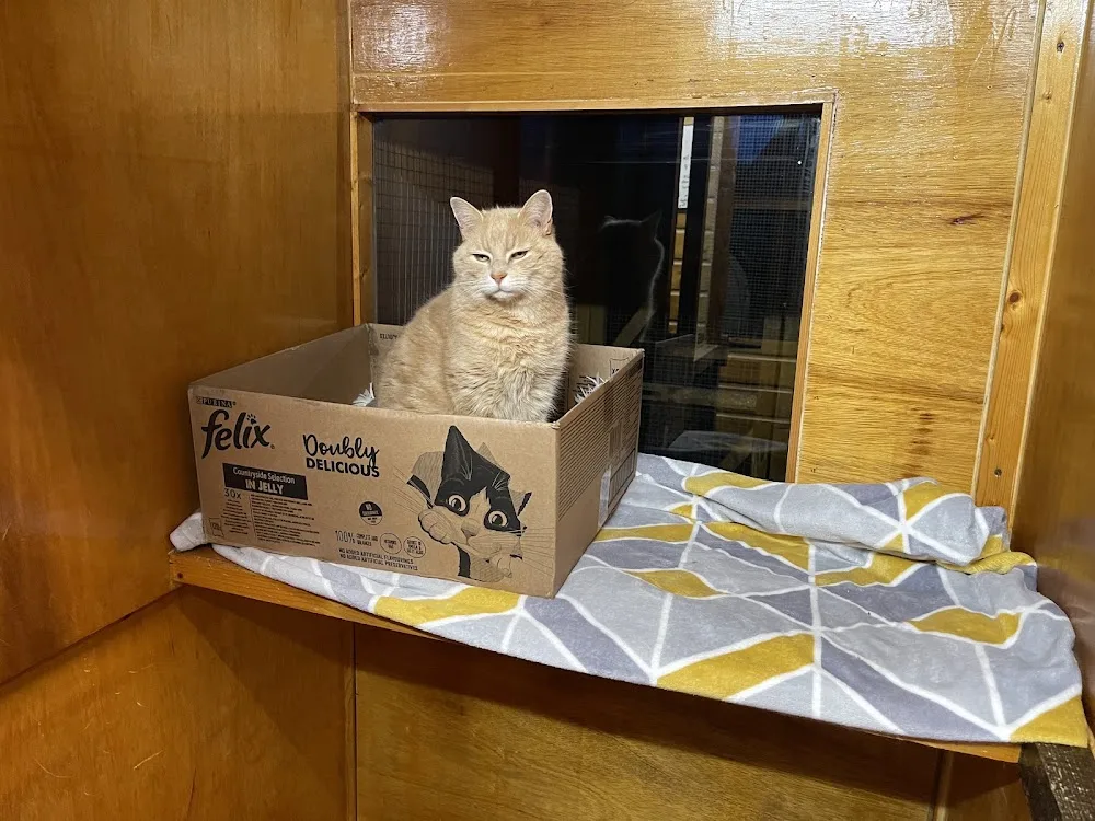 Feline Lodge - Cheshire West and Chester pet otel görseli 3