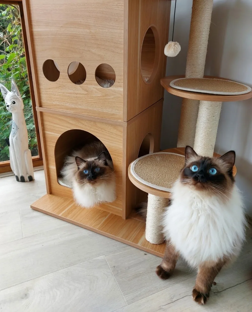 Hilltop Boutique Cattery - Cheshire West and Chester pet otel görseli 3