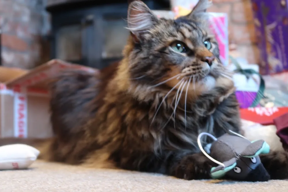 Lakeside Luxury Cattery - Cheshire West and Chester pet otel görseli 3