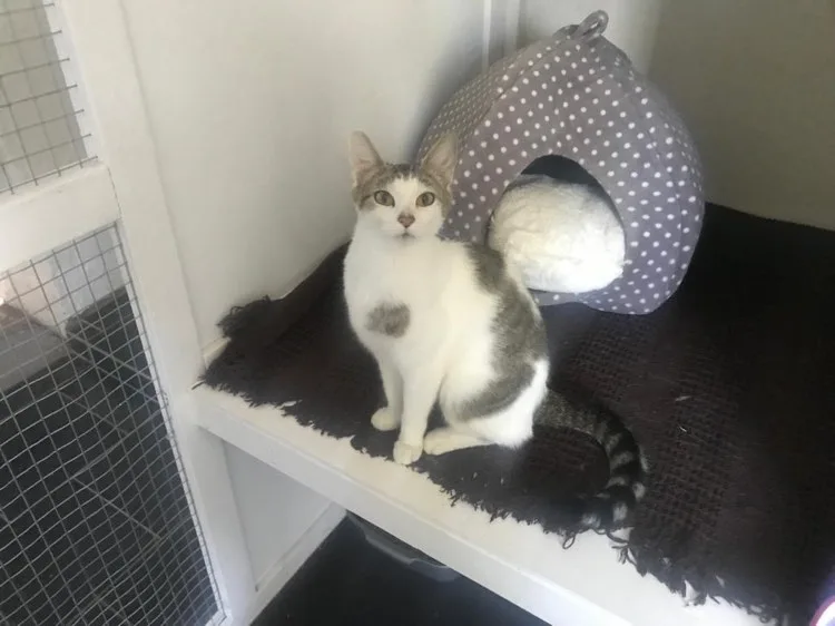 Manor Farm Cattery - Cheshire West and Chester pet otel