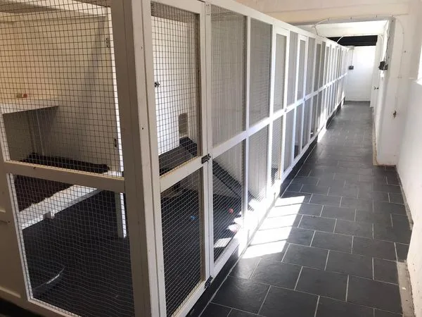 Manor Farm Cattery - Cheshire West and Chester pet otel görseli 3