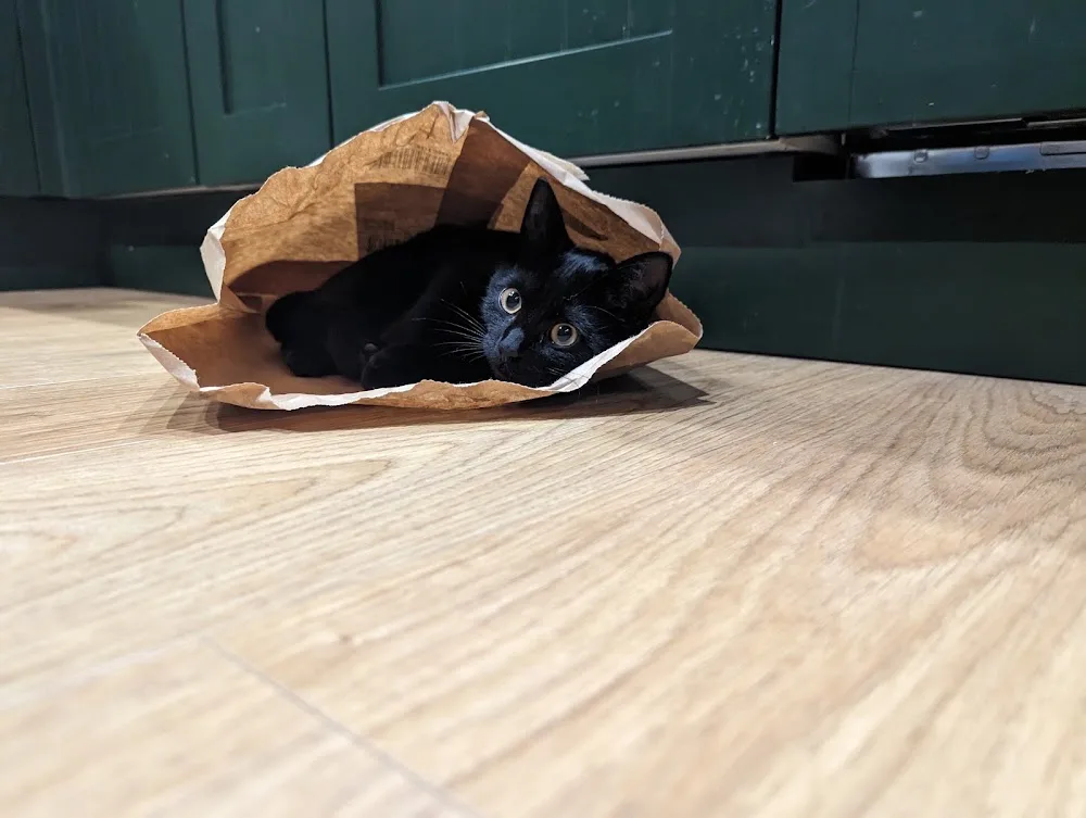 Marton View Cattery - Cheshire West and Chester pet otel görseli 2