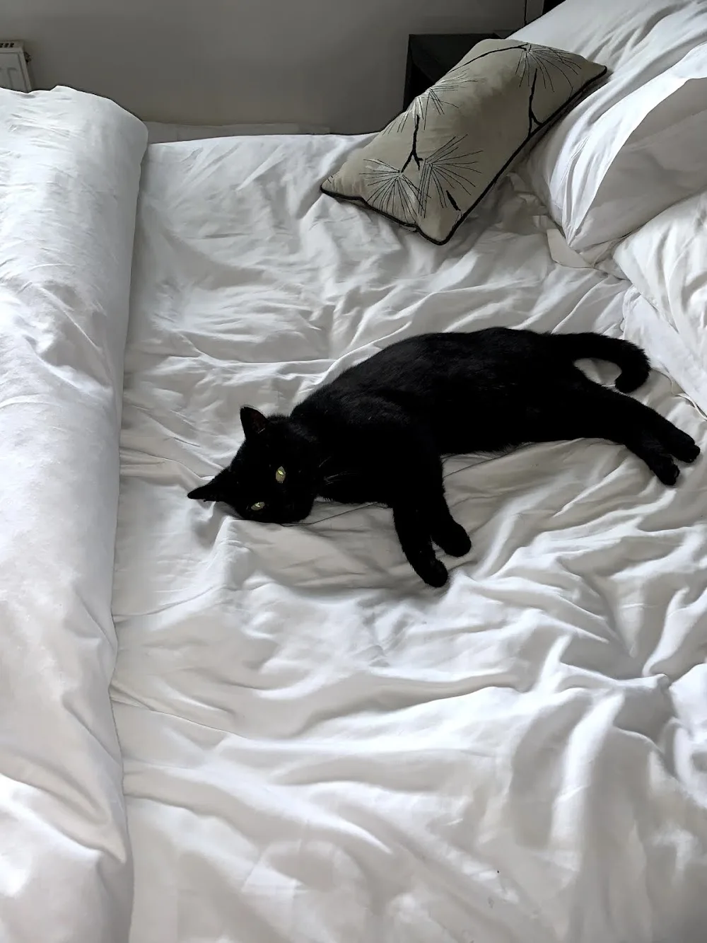 Marton View Cattery - Cheshire West and Chester pet otel görseli 3
