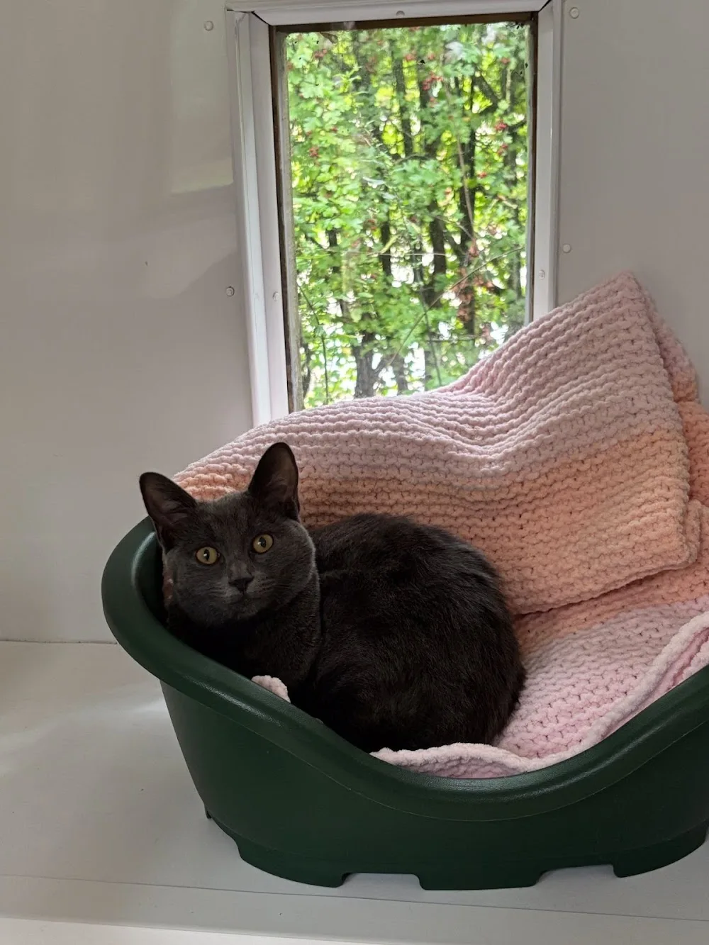 Mobberley Station Cattery - Cheshire West and Chester pet otel