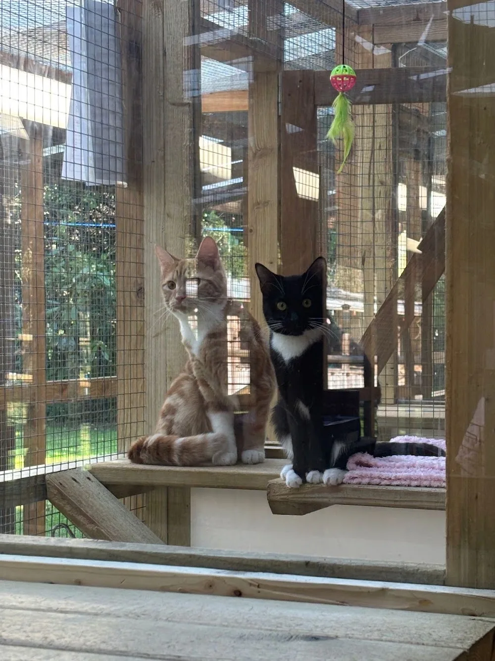 Mobberley Station Cattery - Cheshire West and Chester pet otel görseli 3