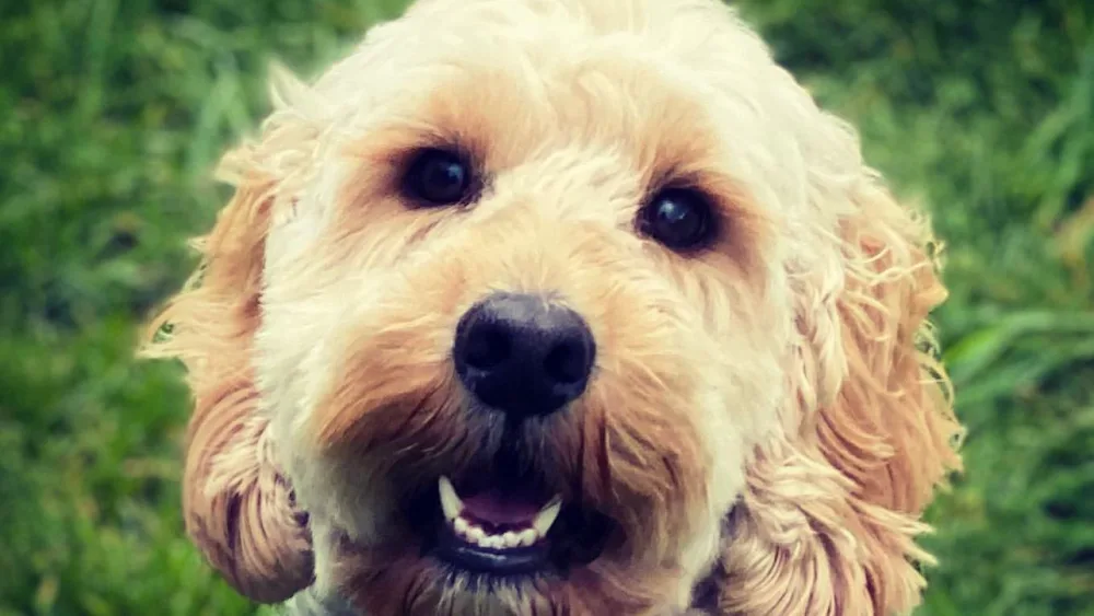 No More Kennels Dog Hotel & Doggy Daycare - Cheshire West and Chester pet otel