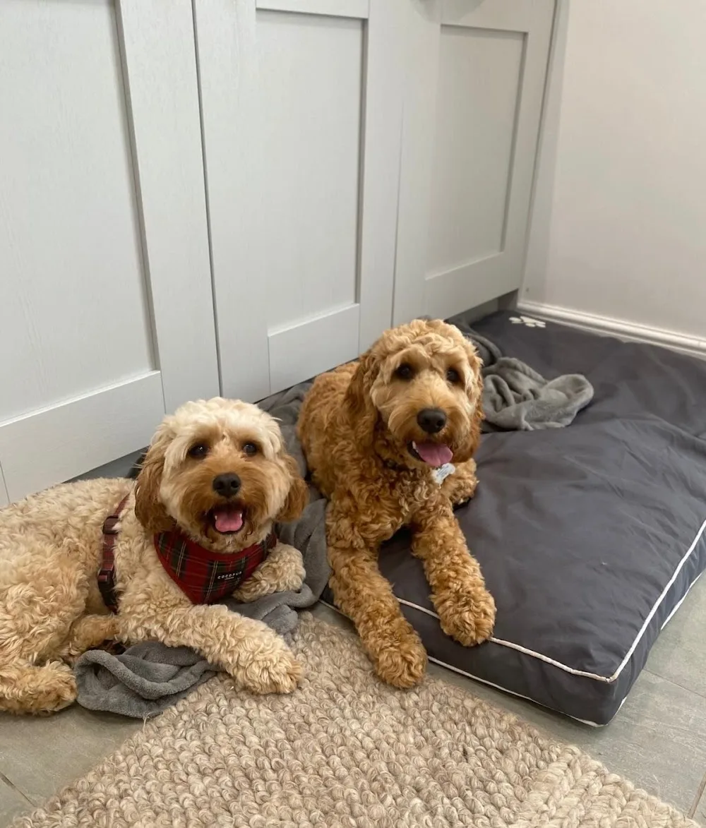 Pawfect Holiday - Cheshire West and Chester pet otel görseli 2