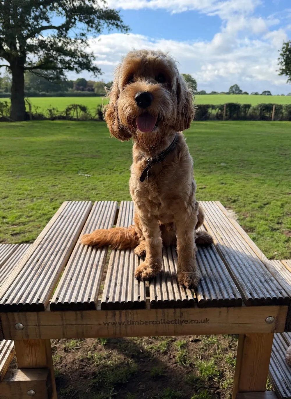 Pawfect Holiday - Cheshire West and Chester pet otel görseli 3