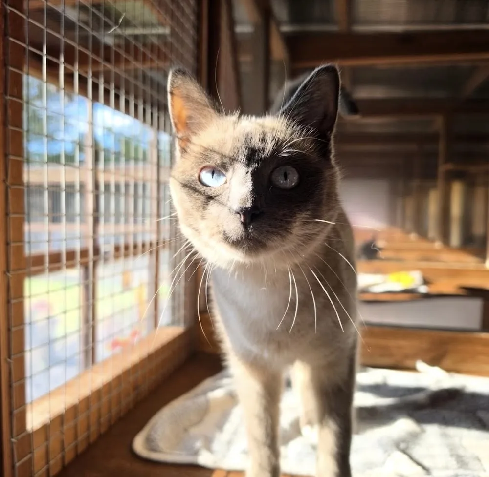 Pets Country Manor Cattery in Liverpool - Cheshire West and Chester pet otel görseli 3