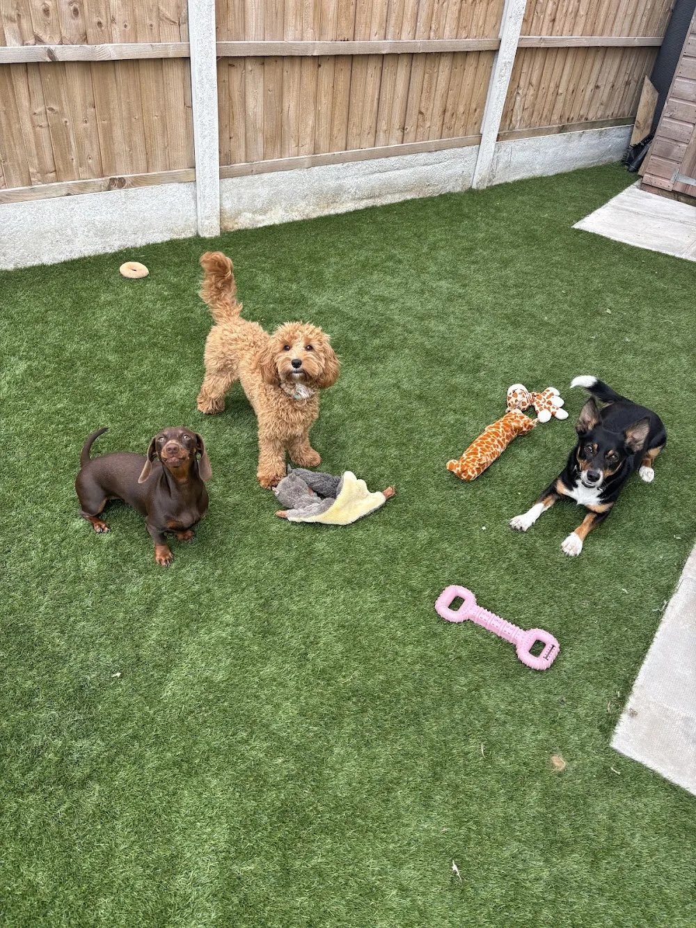 Playful Paws Home Boarding - Cheshire West and Chester pet otel görseli 2