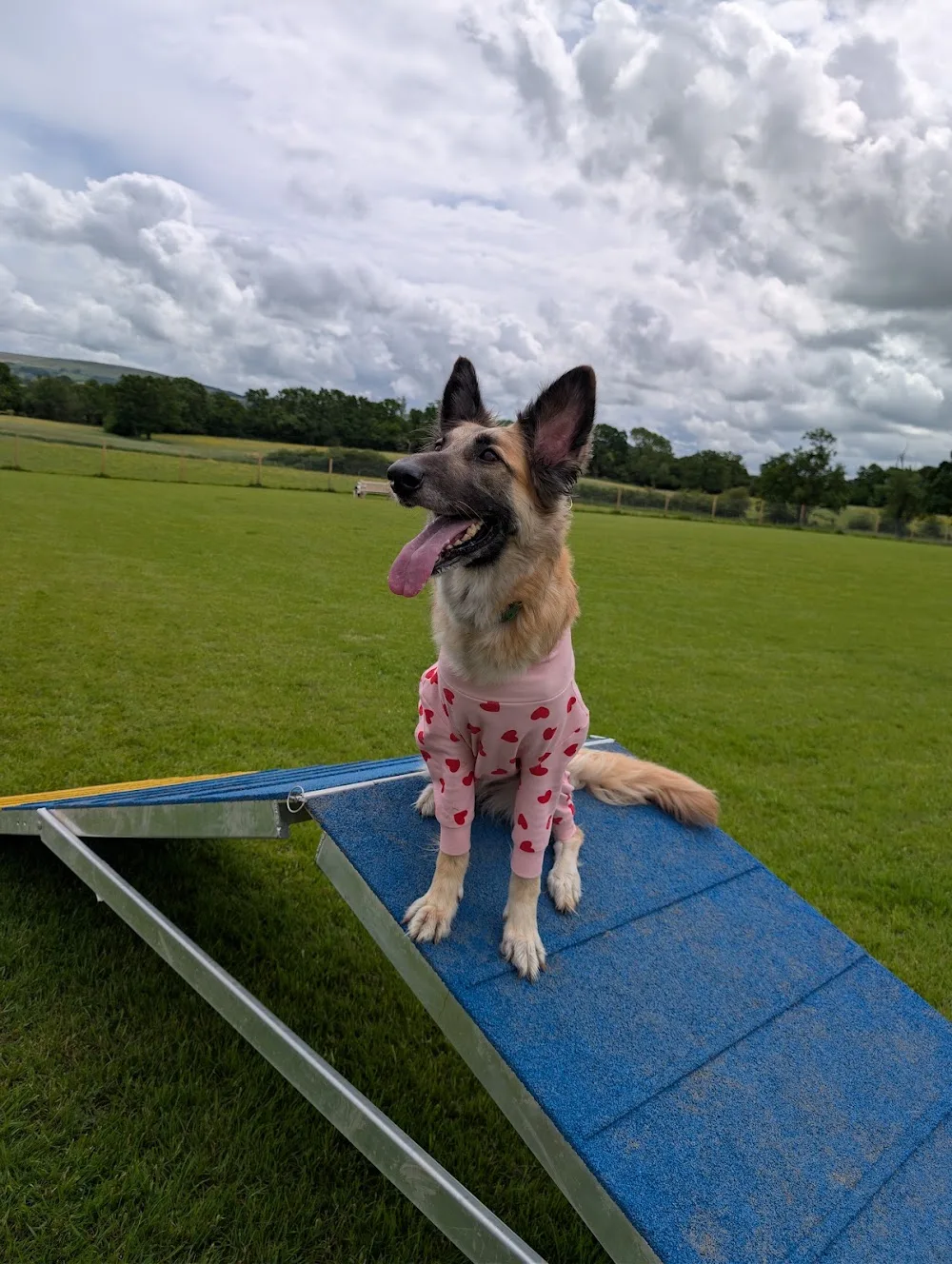 Playful Paws Home Boarding - Cheshire West and Chester pet otel görseli 3