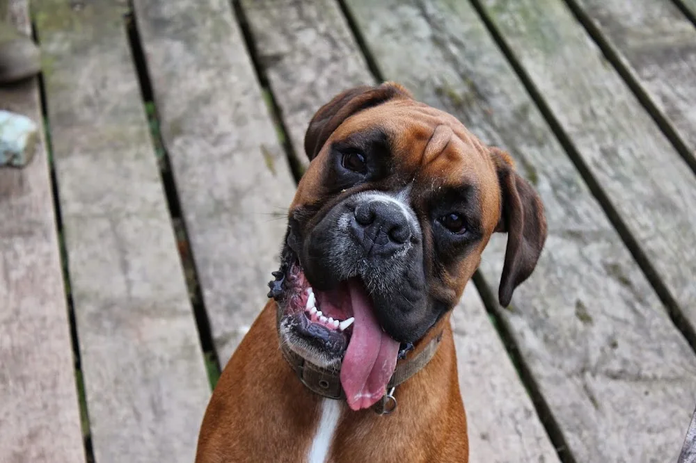Rachael's Home Dog Boarding - Cheshire West and Chester pet otel