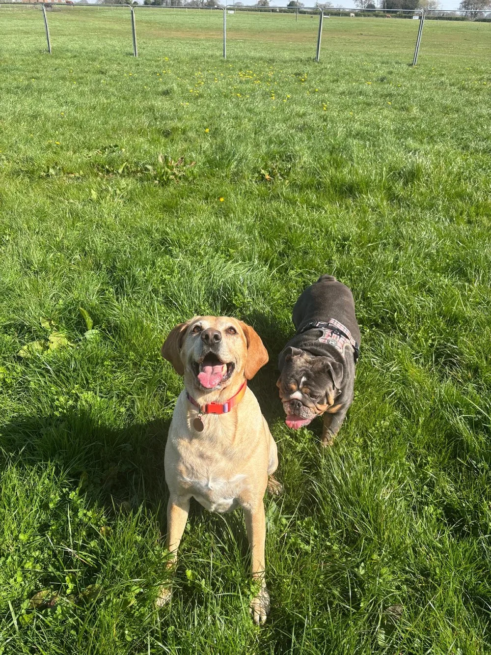 Reed House Kennels - Cheshire West and Chester pet otel