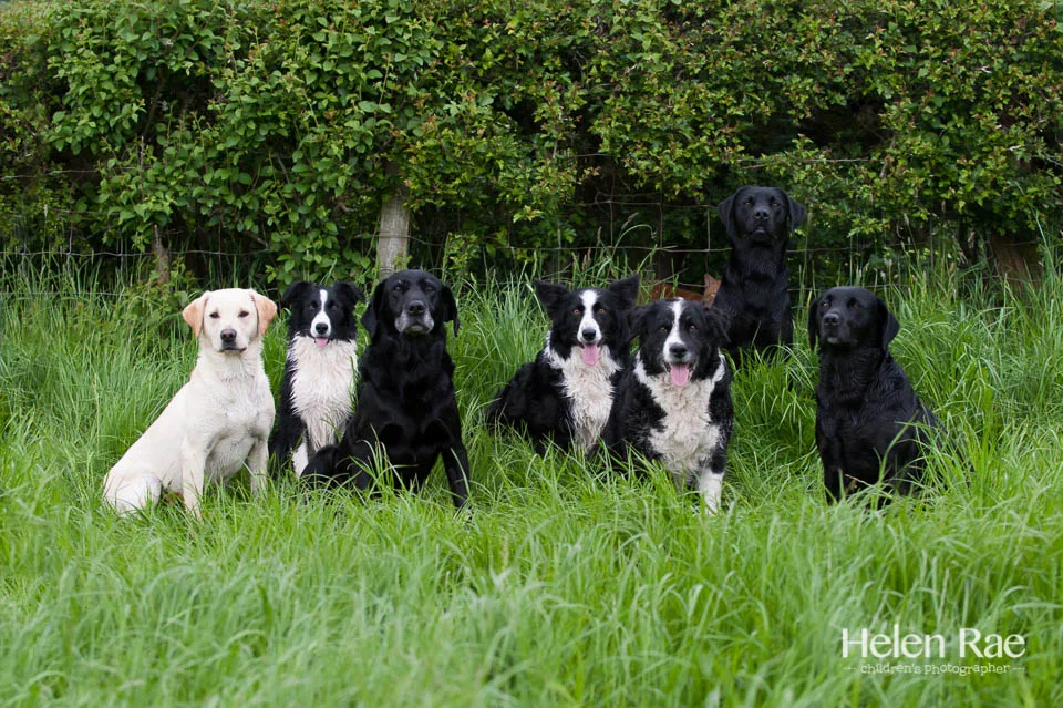 Ridge Hill Kennels & Cattery - Cheshire West and Chester pet otel
